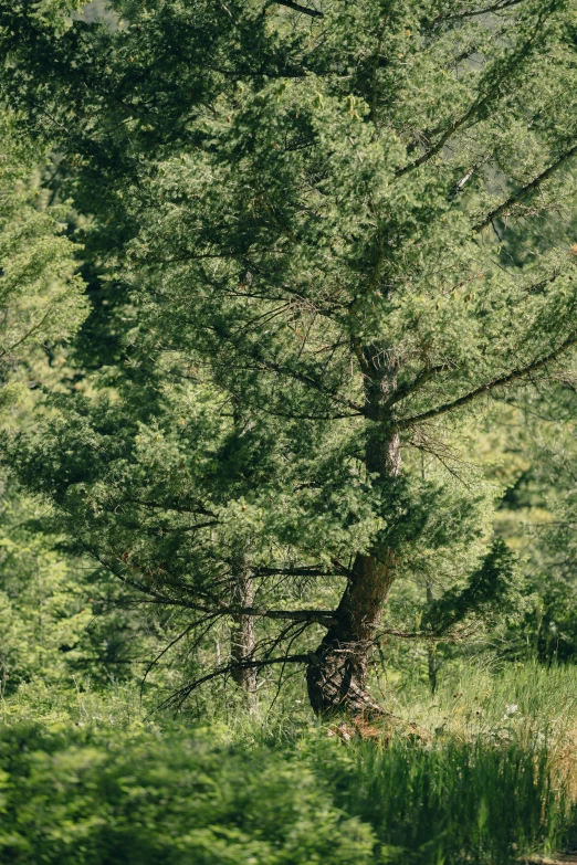 a tree near a grassy area that has lots of trees in it