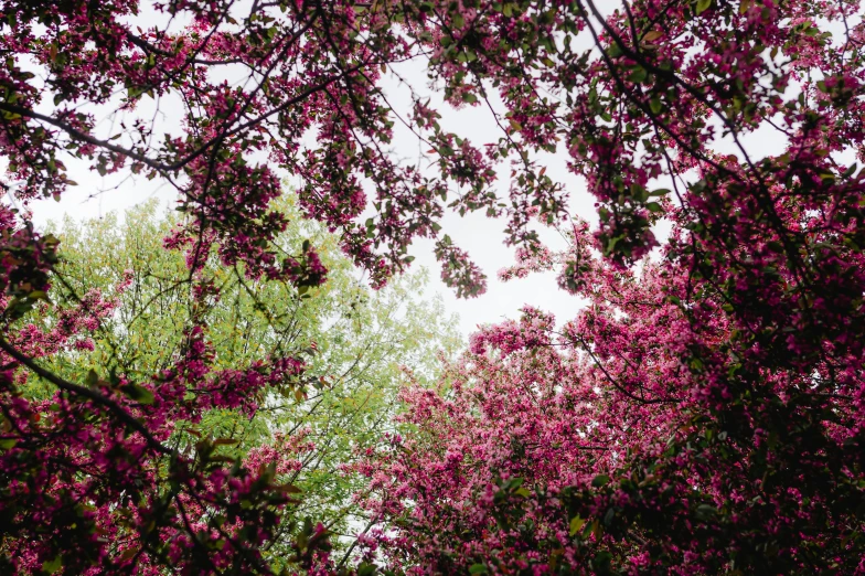 trees with pink leaves blowing in the wind