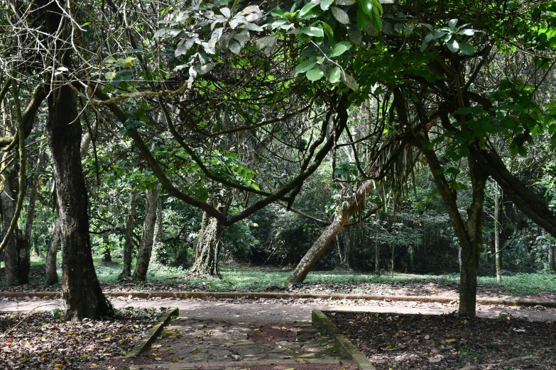 a forest with no leaves and benches and trees