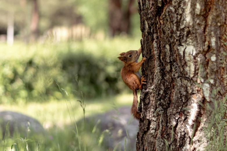 a squirrel is clinging on to a tree trunk