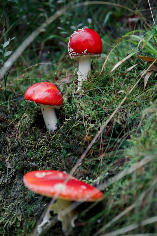 three little mushrooms in the grass by some bushes