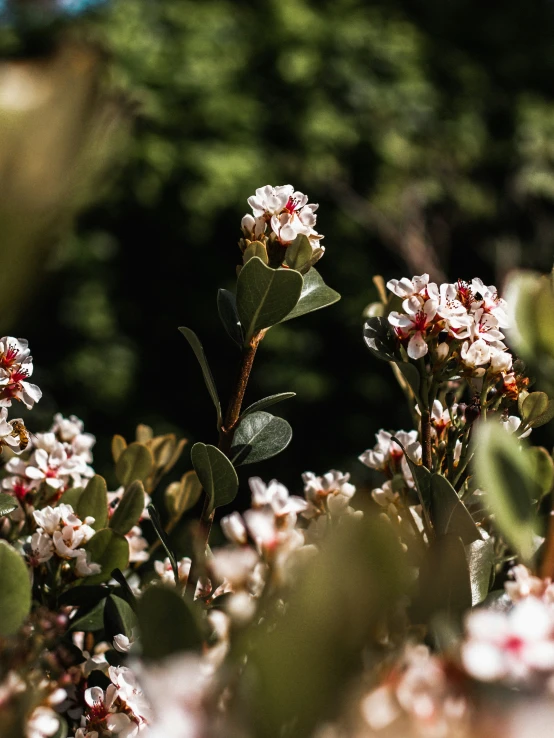 the wildflowers are blooming out of the bush