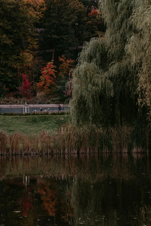 the water is clear and the bench is by the trees