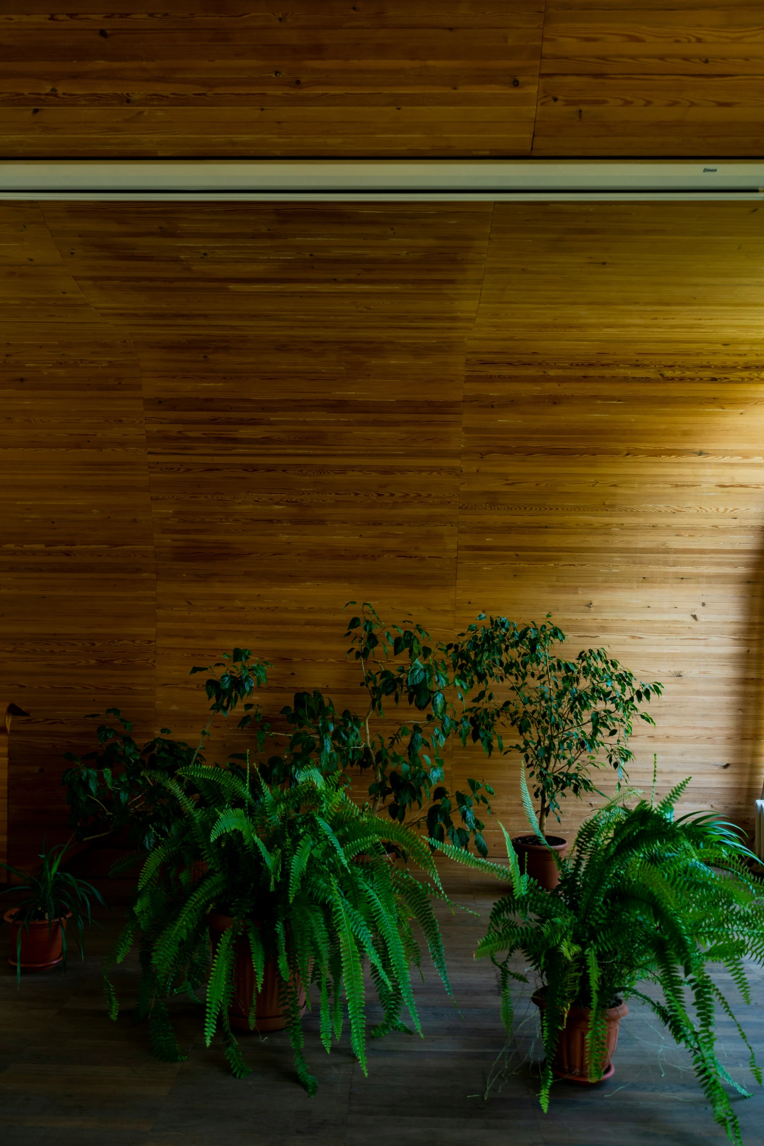 three plants are sitting in front of a wooden wall