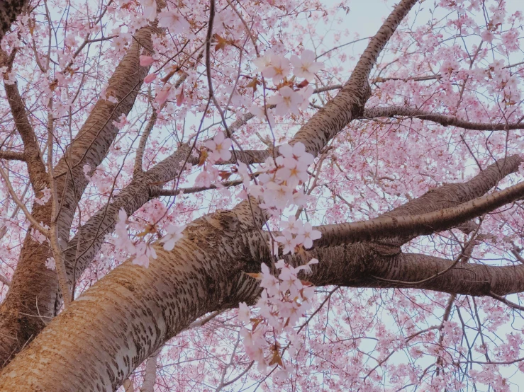 a tree in the distance is full of blossoms