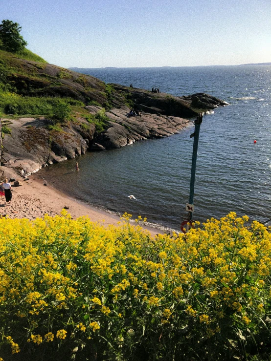 a beach with yellow flowers and a dock on the water