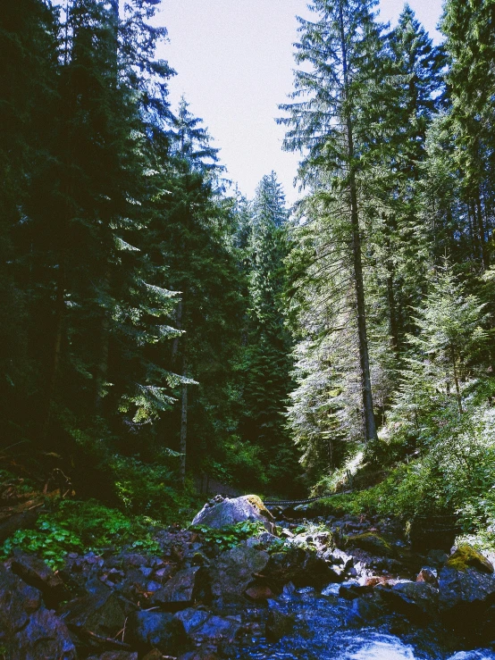 a river running through a forest surrounded by rocks