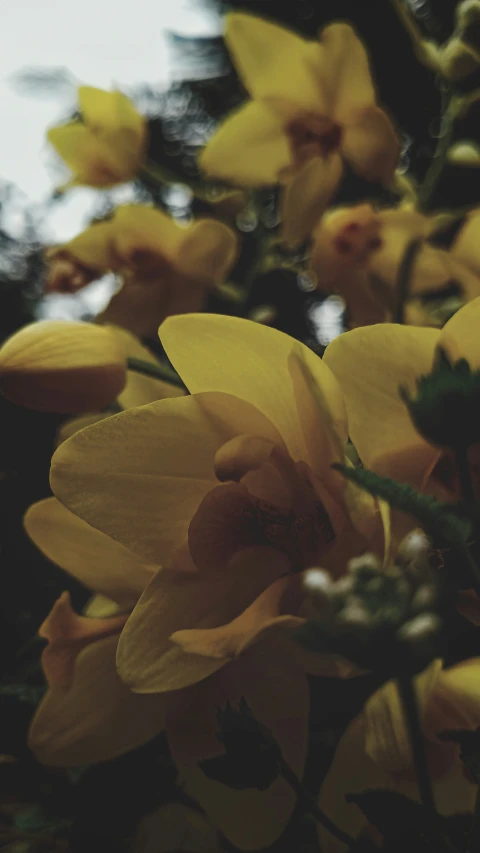 flowers on the nches of trees in the sun