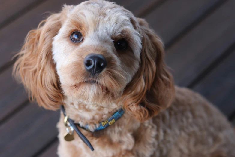 a close up of a dog's face with its tongue sticking out