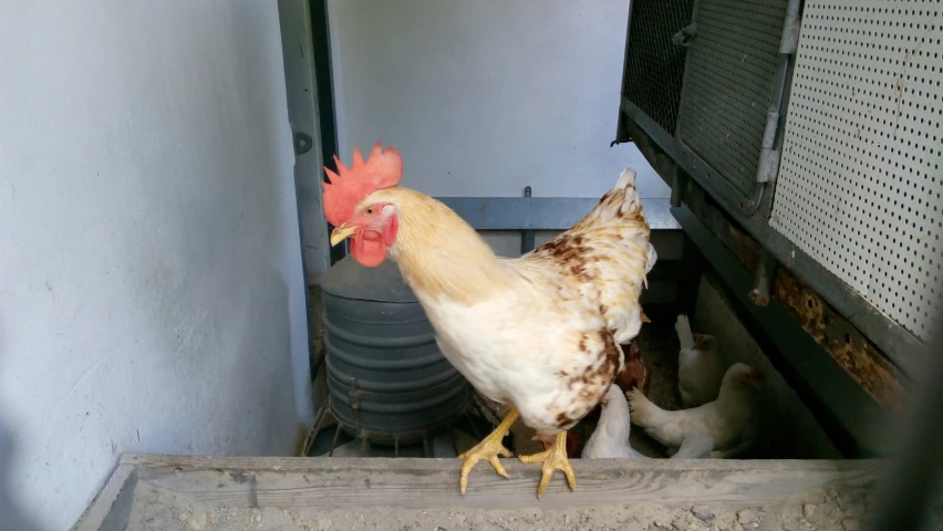 chickens stand in a chicken coop with a big peck