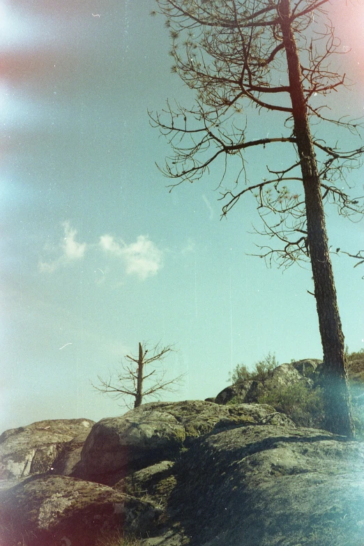 the tall tree is sitting on top of a rock