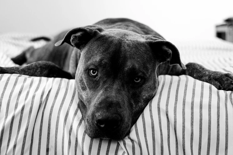 dog laying on bed looking straight ahead in black and white