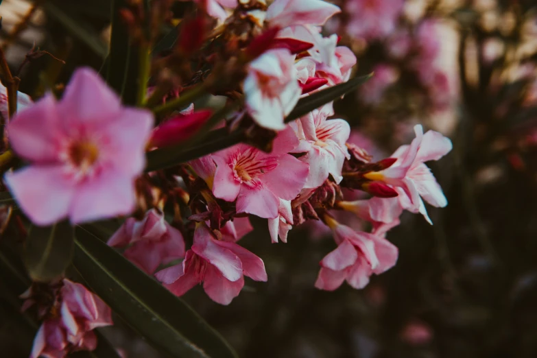 pink flowers are in the foreground with their buds blurred