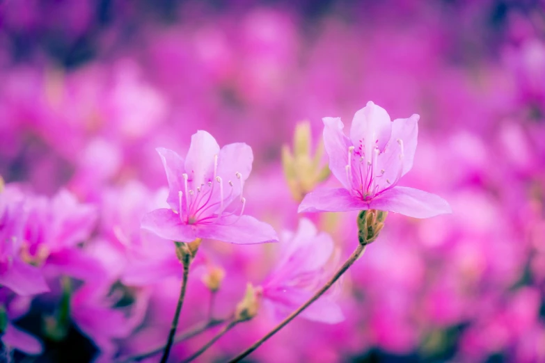 some pink flowers in front of a bunch of purple ones