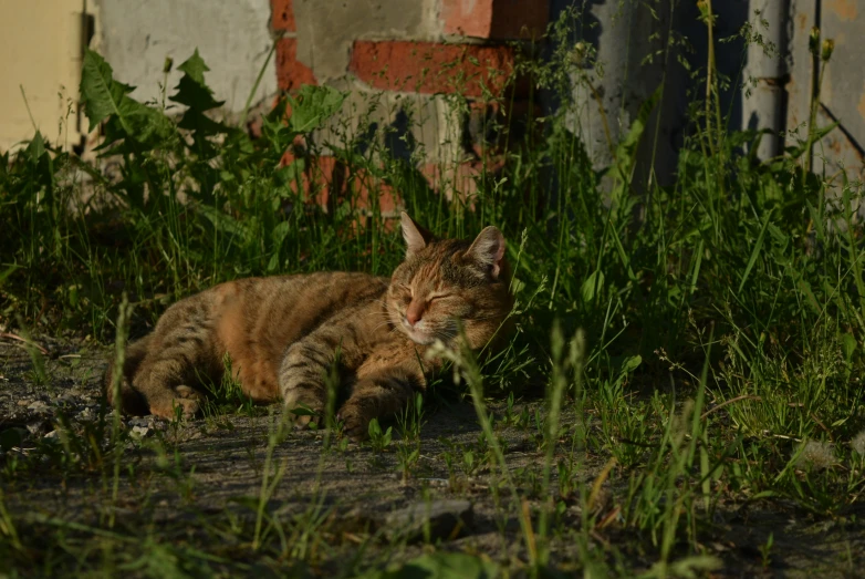 the cat is resting outside on the ground