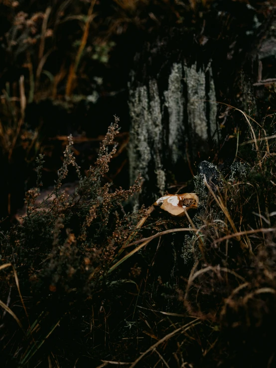 a blurry po shows a mushroom in the grass