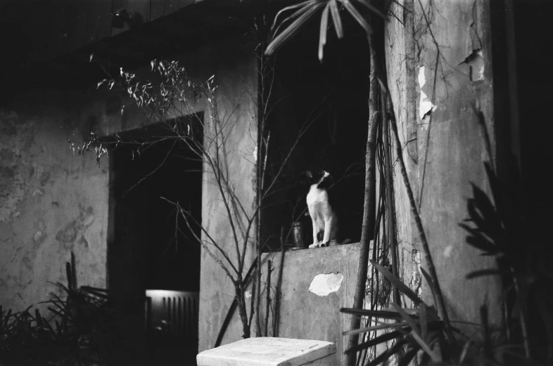 an old po shows a white cat looking out a window
