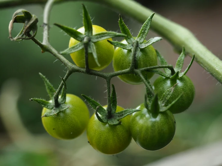 the tomatoes are growing on the plant