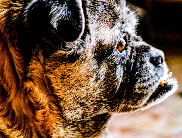 this is an image of a dog looking up