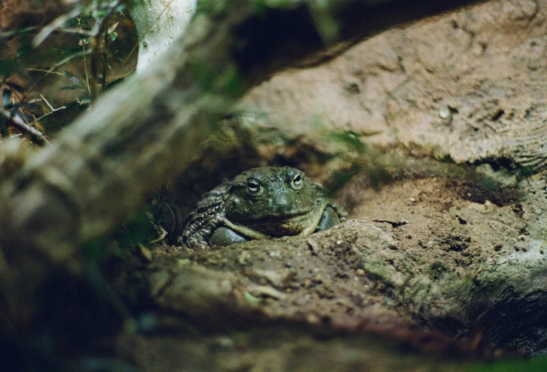 a baby lizard peeks out of his burr shell in the dirt