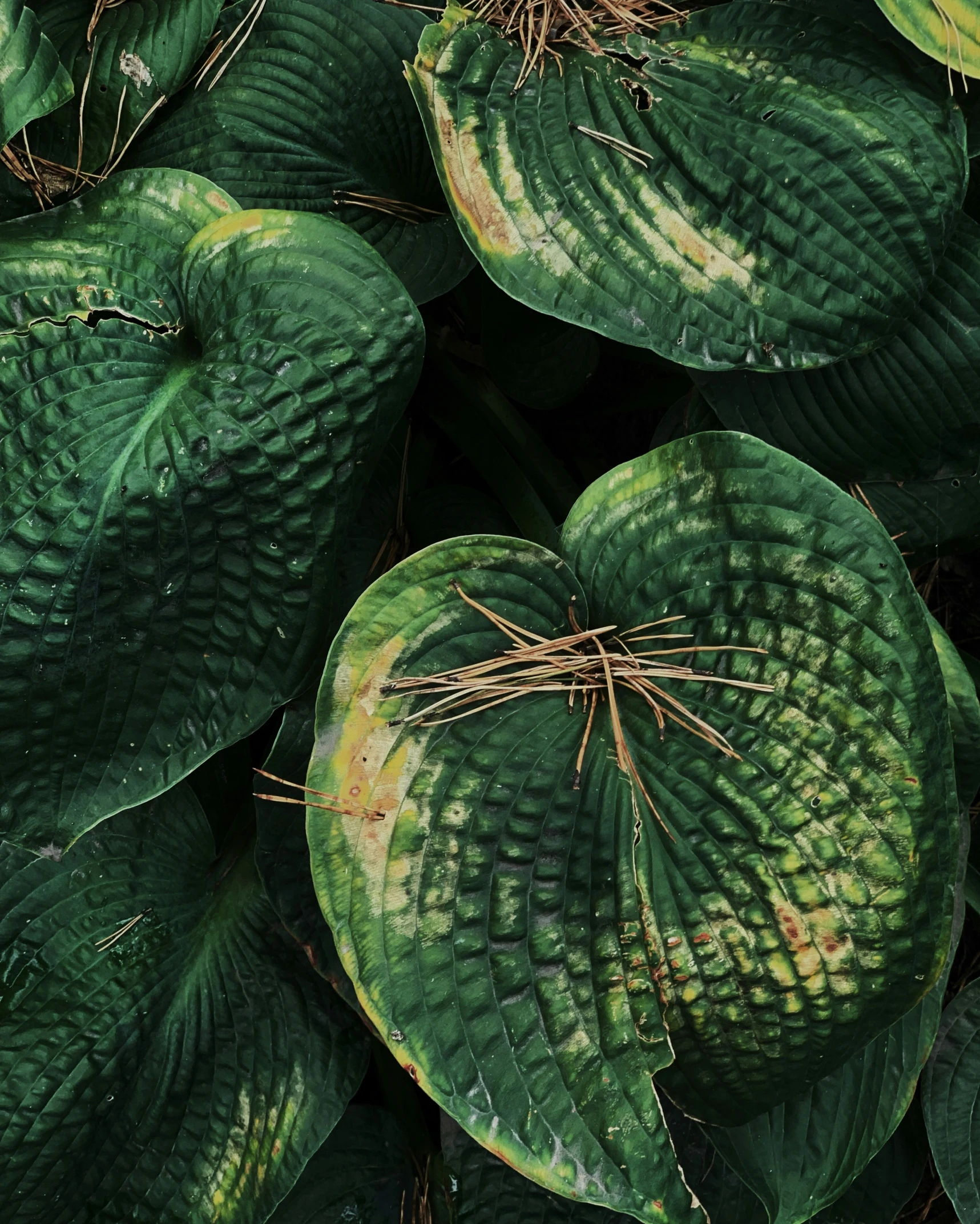 a close up of green leafy plants with little brown spots