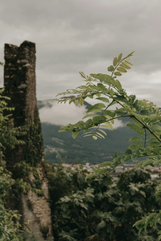 a view of the city through a small, green plant