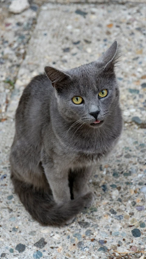 a black cat with yellow eyes standing on a concrete