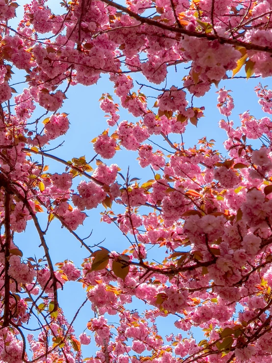a blossomy tree with blue skies as the background
