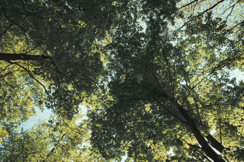 green and leafy trees in an outside setting