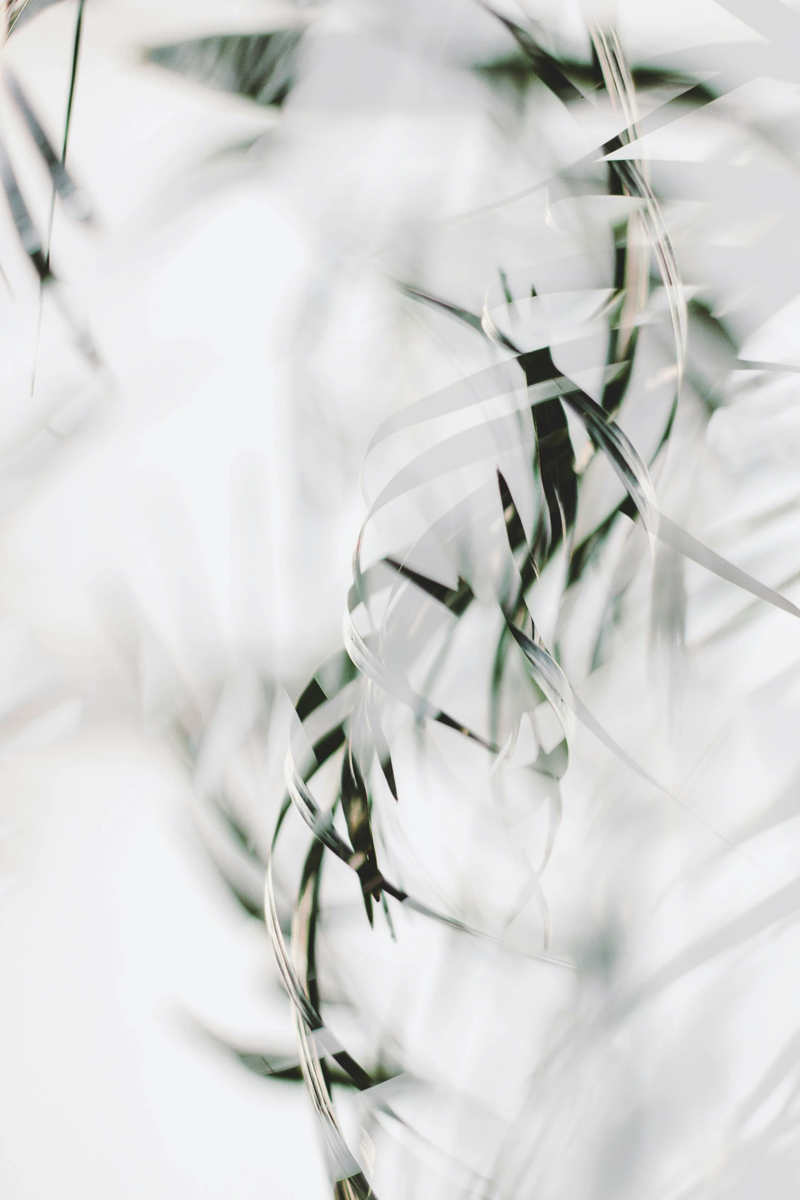 a close - up po of some leaves and stems