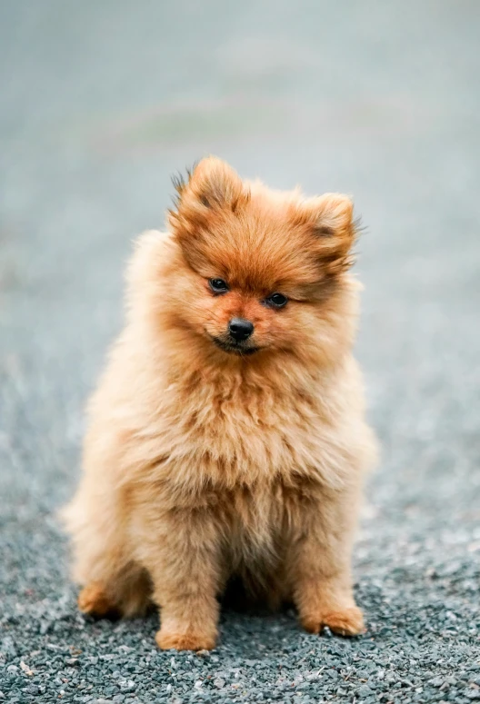 a small dog sits on the ground