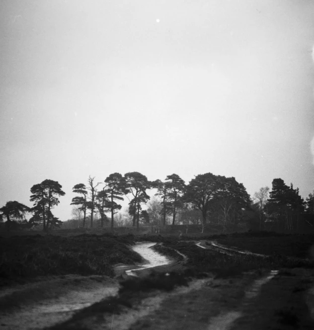 a black and white po of an image of trees