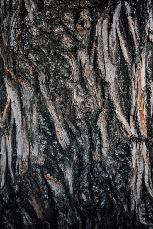 a closeup picture of the bark of an oak tree