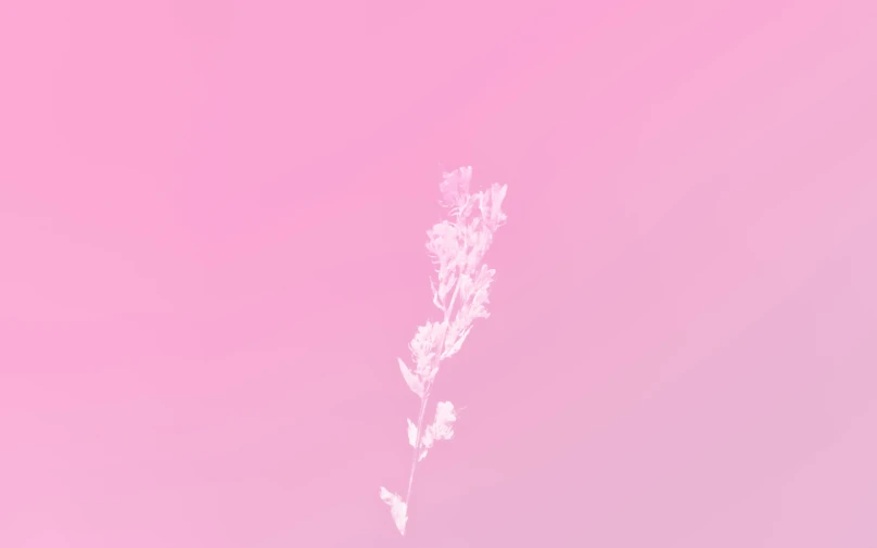 a leaf on the side of a pink sky