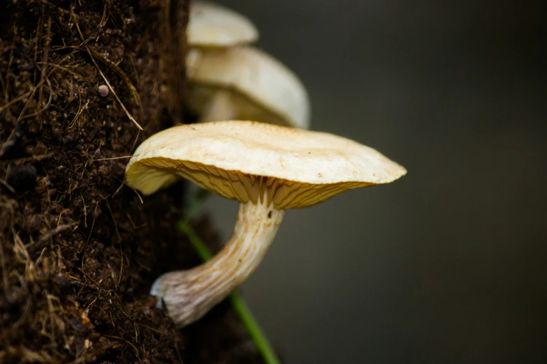 the group of mushrooms is growing out of a mossy area