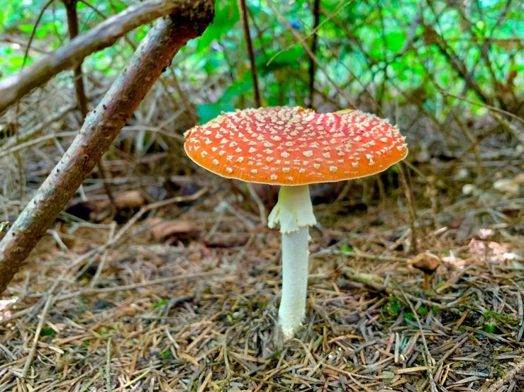 the mushroom is in the woods and ready to be eaten