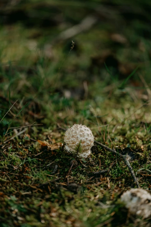 a mushroom that is on the ground in the grass