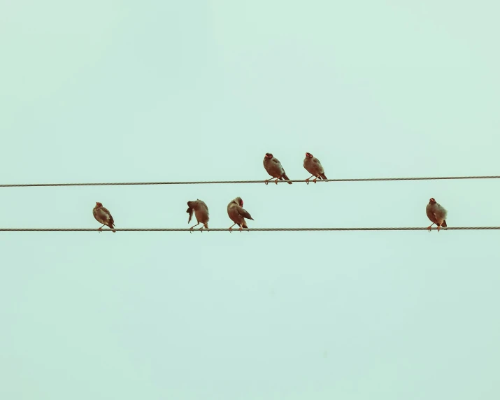 birds sitting on top of power lines in front of the sky