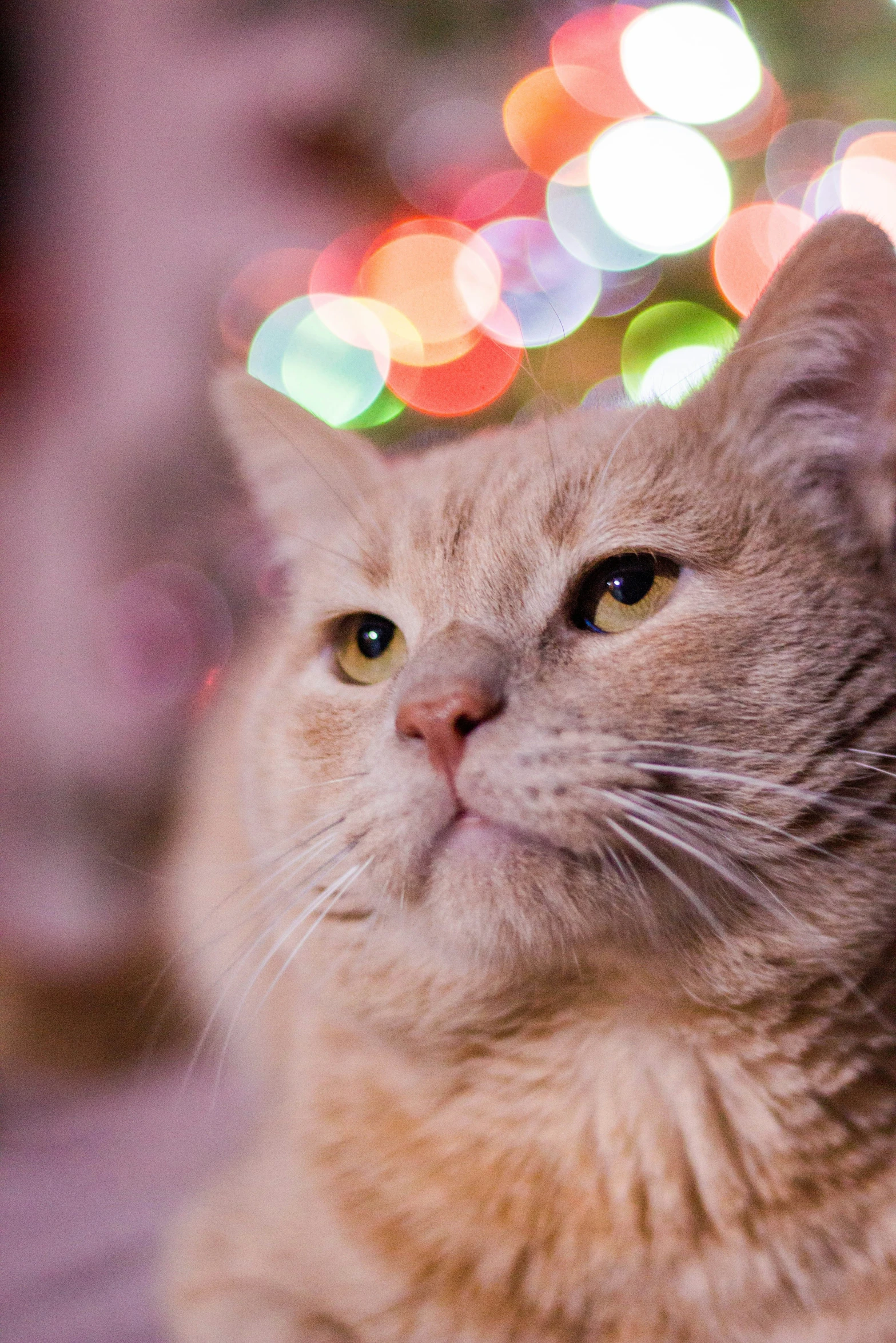 a cat looking at soing over the top of his head