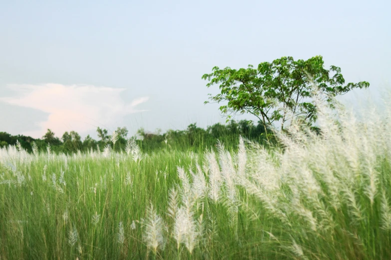 a field with tall grass and trees