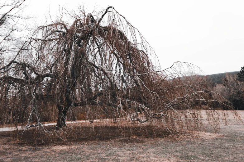 a tree is bent down next to some leaves