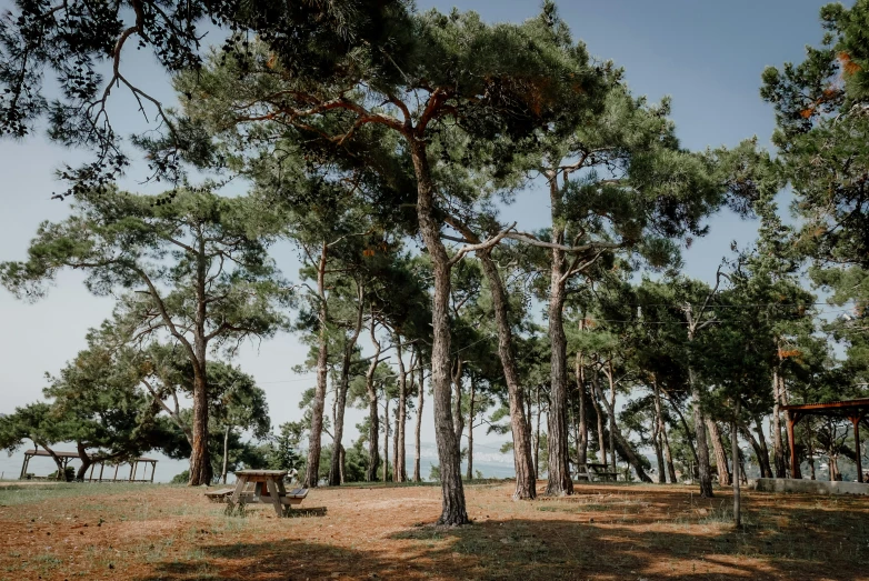 a forest is seen with lots of tall trees