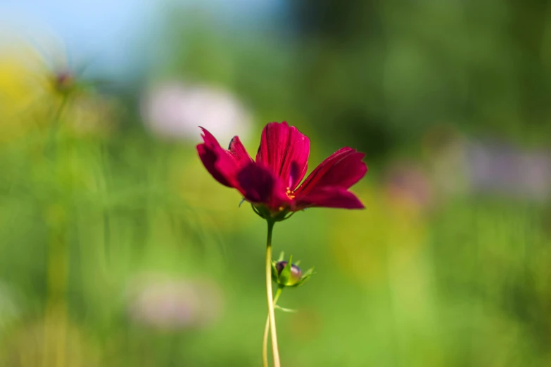 a small red flower in a field full of tall grass