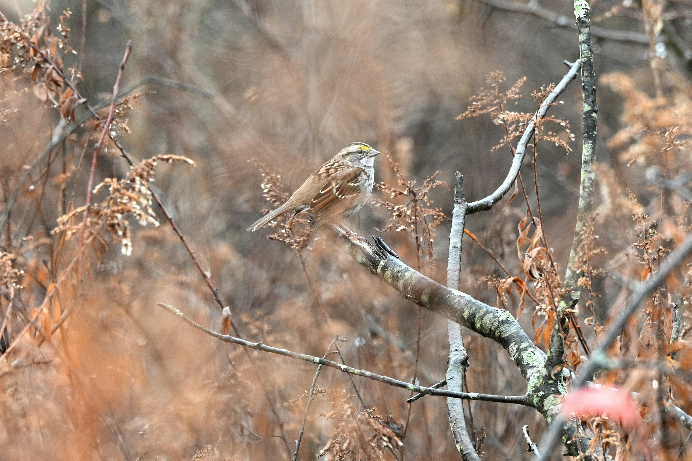 small bird perched on the nch of a tree