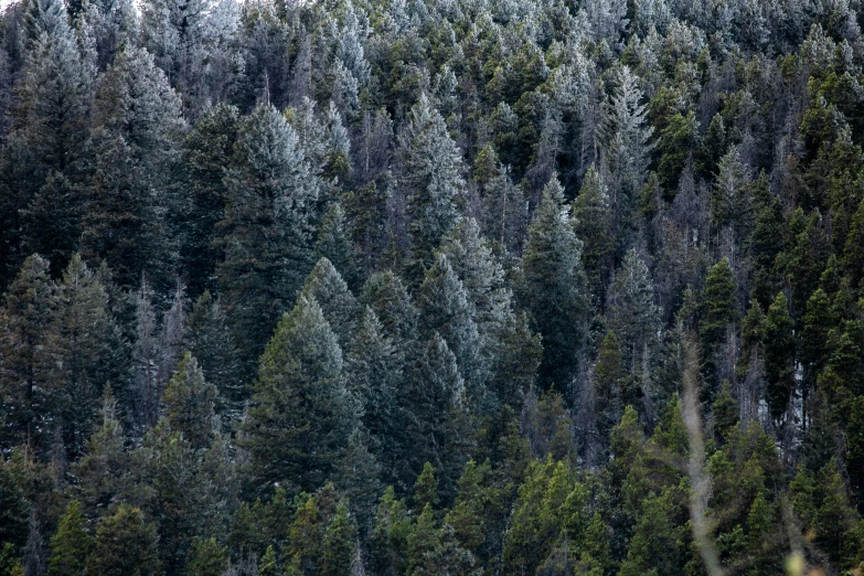 several trees that have grown taller than each other