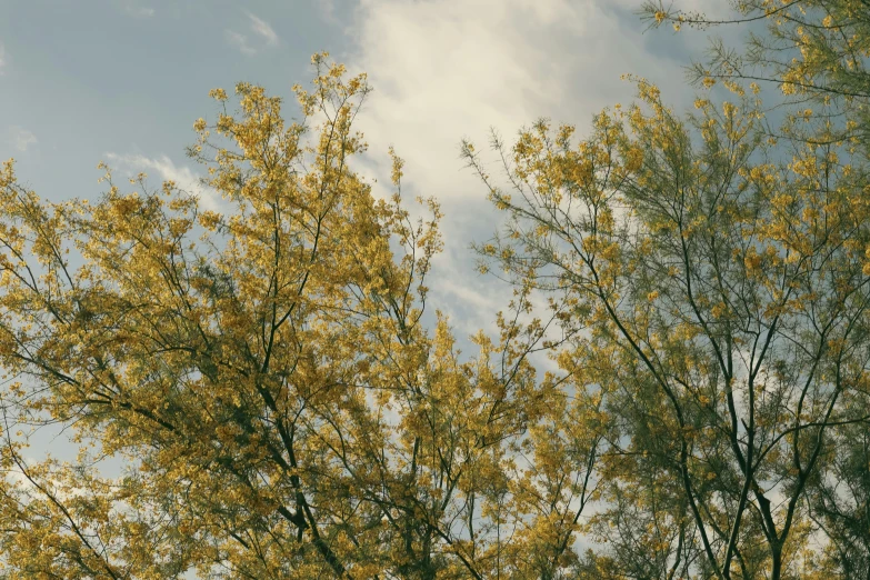 a tree with yellow leaves on it against a cloudy sky