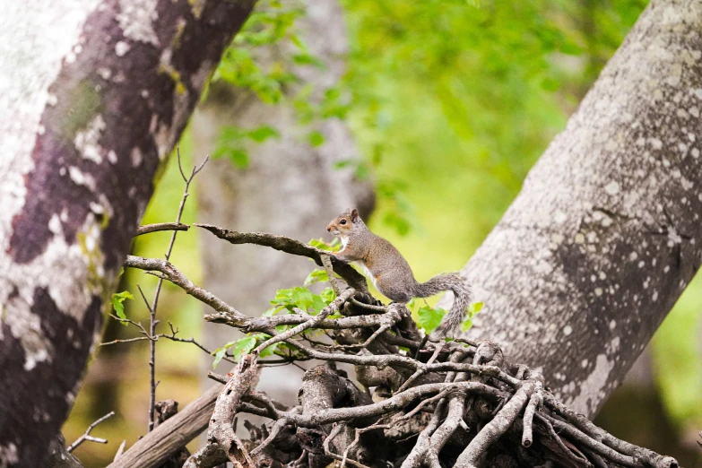 a close up of some nches on a tree