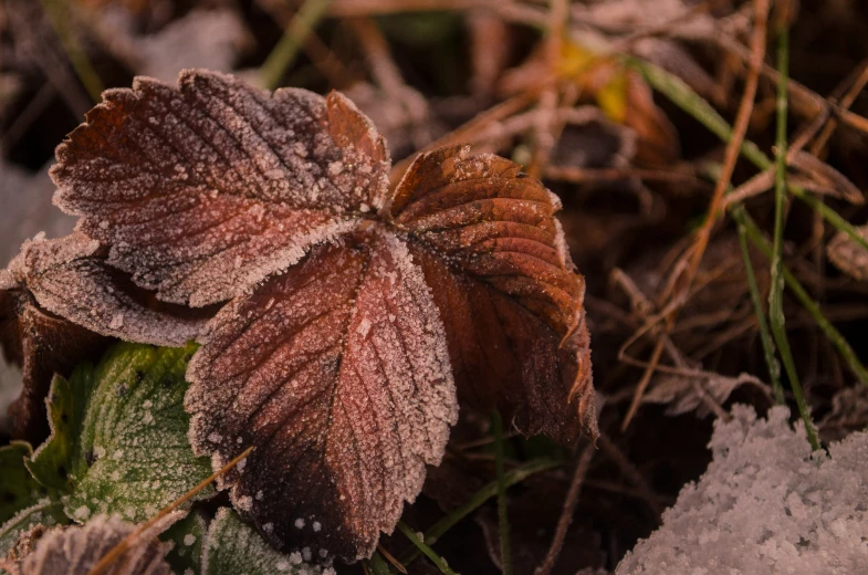 a leaf that has some snow on it