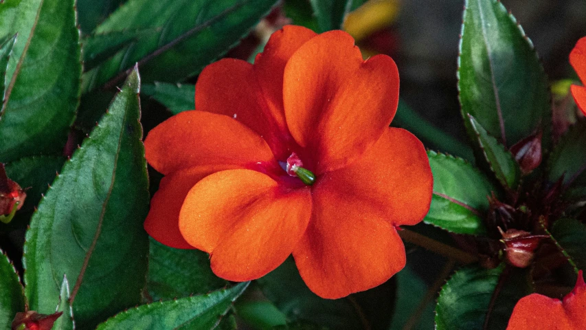 a close up of some flowers and leaves