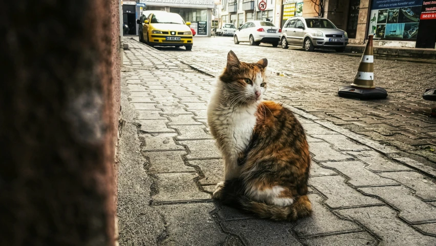 a large cat sits on a city sidewalk